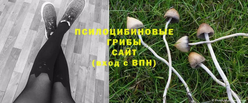 MEGA маркетплейс  Баймак  Галлюциногенные грибы Psilocybine cubensis 